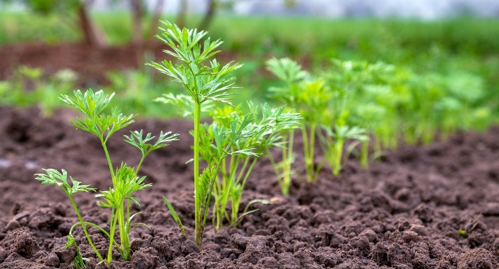 Морковь точно взойдёт: секреты подготовки семян, чтобы потом не прореживать посадки