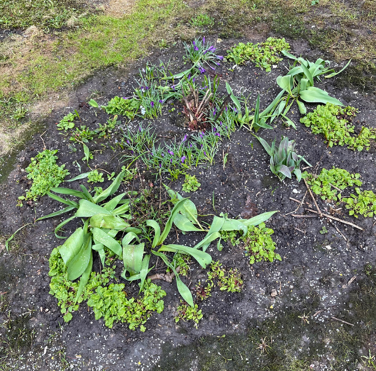 Первая клумба