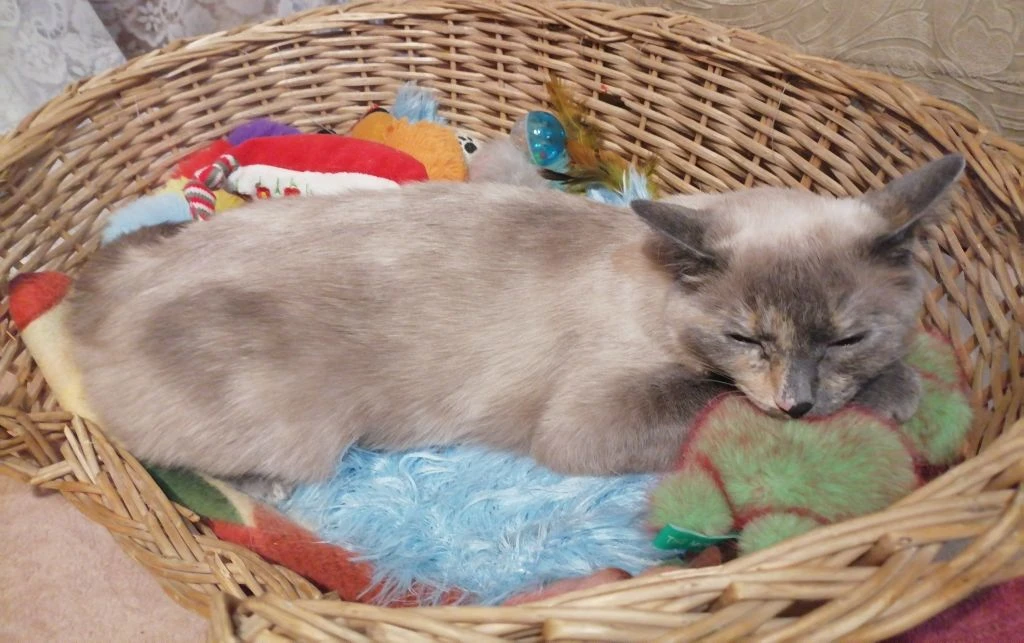 Фото автора 