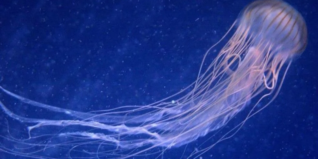 10 самых ядовитых существ на Земле