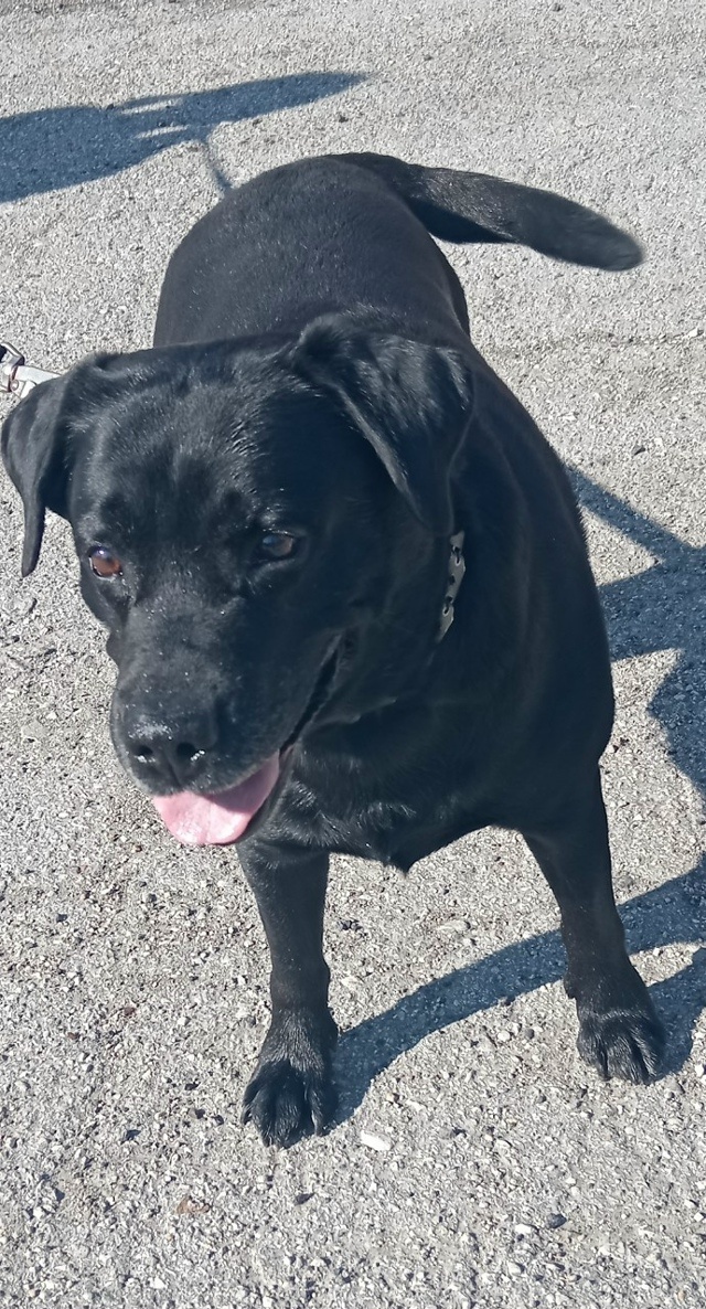 Этот пёс идеален во всём! Единственное, что в нём «не так» — он эпилептик. Но разве это повод от него избавляться? Конечно, нет!