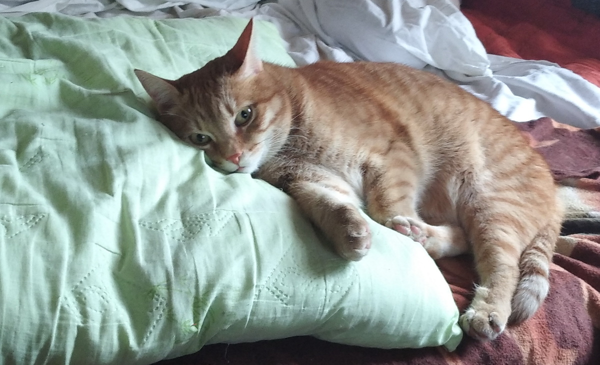 личное  фото