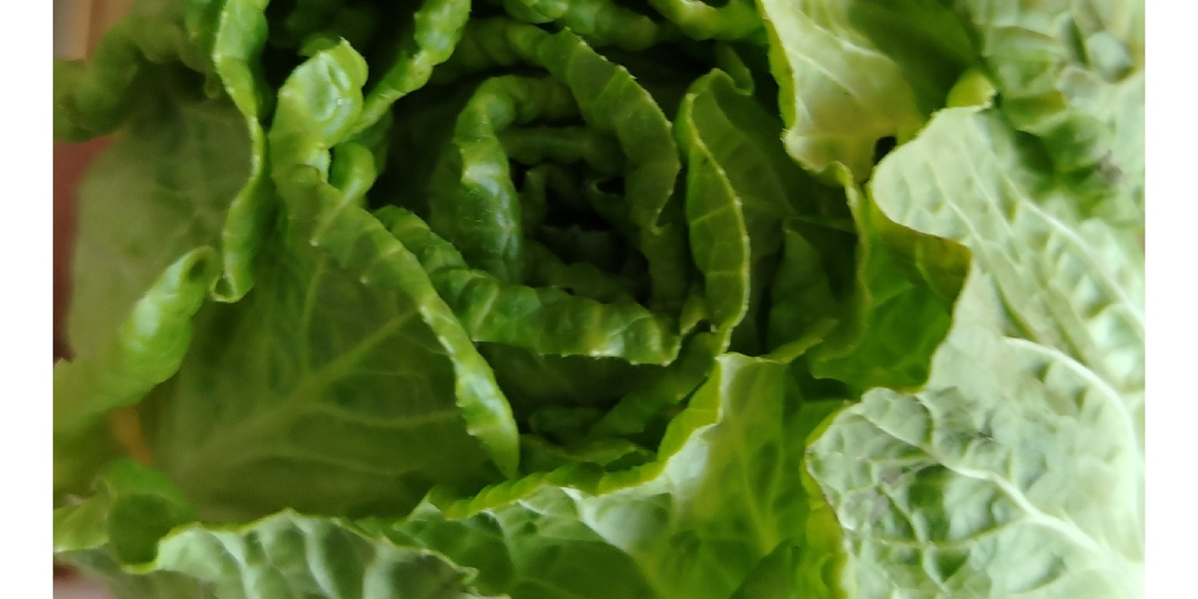 Салат из пекинской капусты с крабовыми палочками. Крашу яйца.