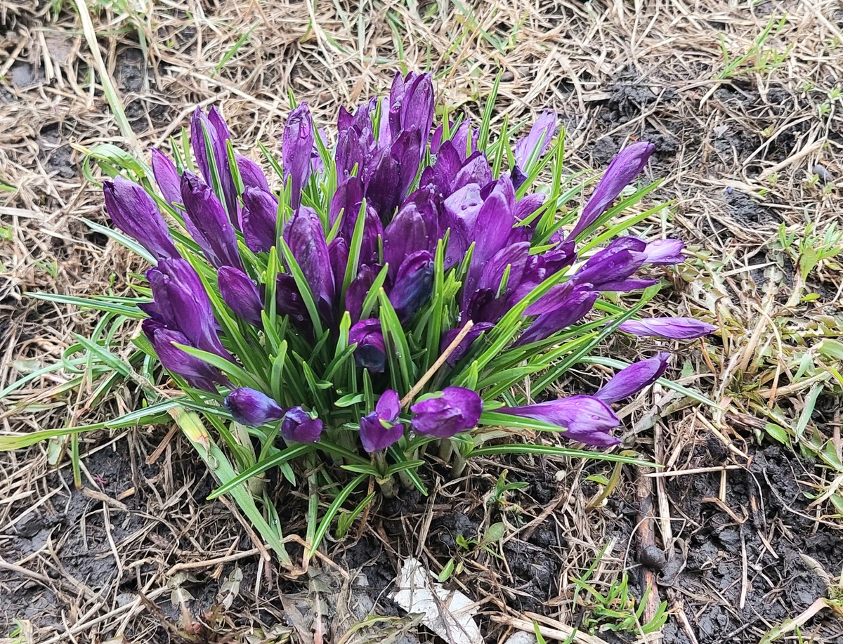 Крокусы — это низкорослые луковичные растения из семейства ирисовых, которые цветут ранней весной или осенью. Они известны своими яркими бокаловидными цветками, которые появляются практически сразу после схода снега. Крокусы популярны в садоводстве благодаря разнообразию окрасок, неприхотливости и раннему цветению. 