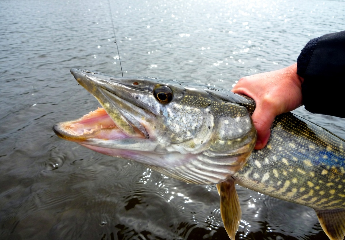 Металлические поводки самые надежные