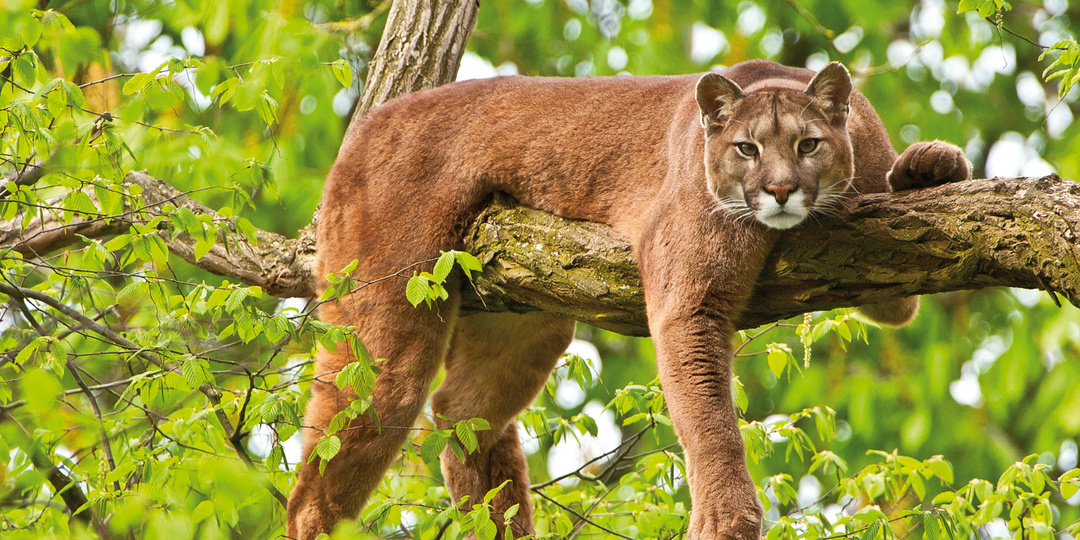 Пума — второй по величине представитель кошачьих в Америке