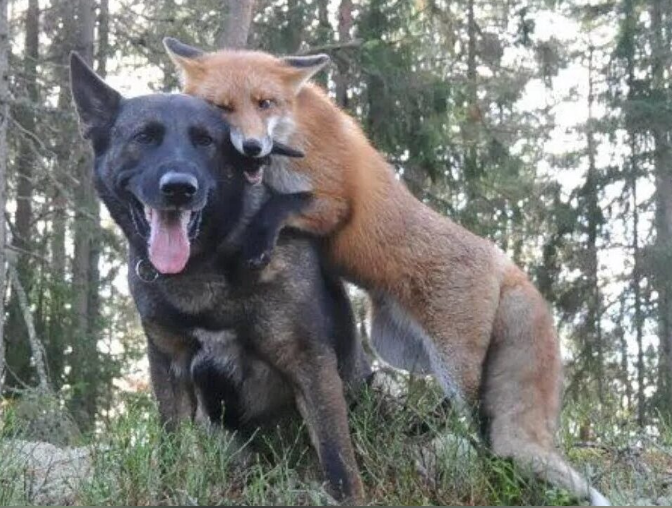 Фотограф потерял пса в чаще и обомлел, увидев, кто идёт следом — эта встреча потрясла весь мир