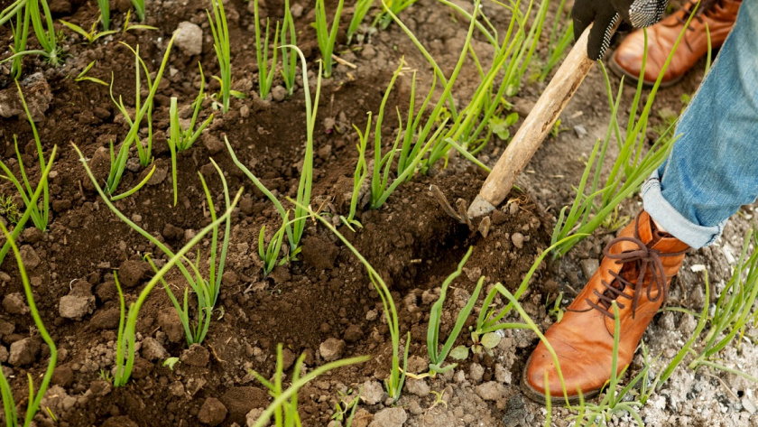    freepik (иллюстративное фото)