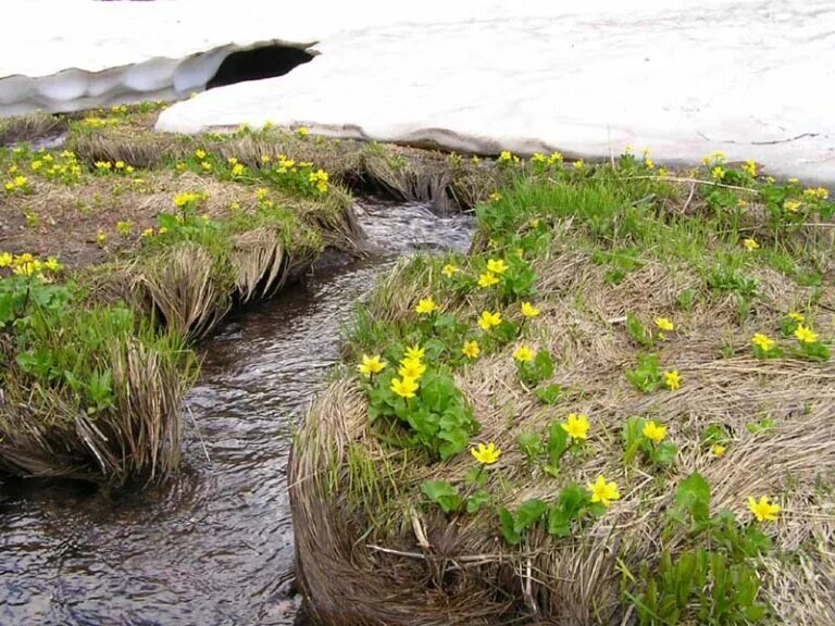 Откуда и как...