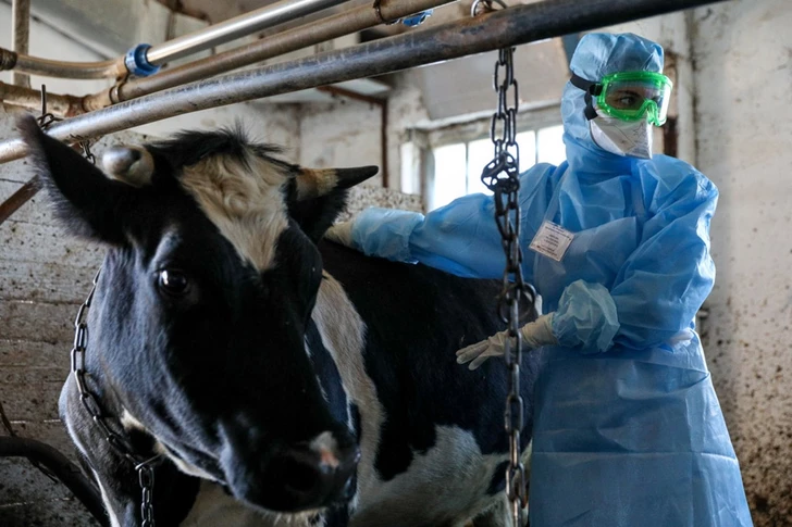 Эпидемия скота - что на сегодня?