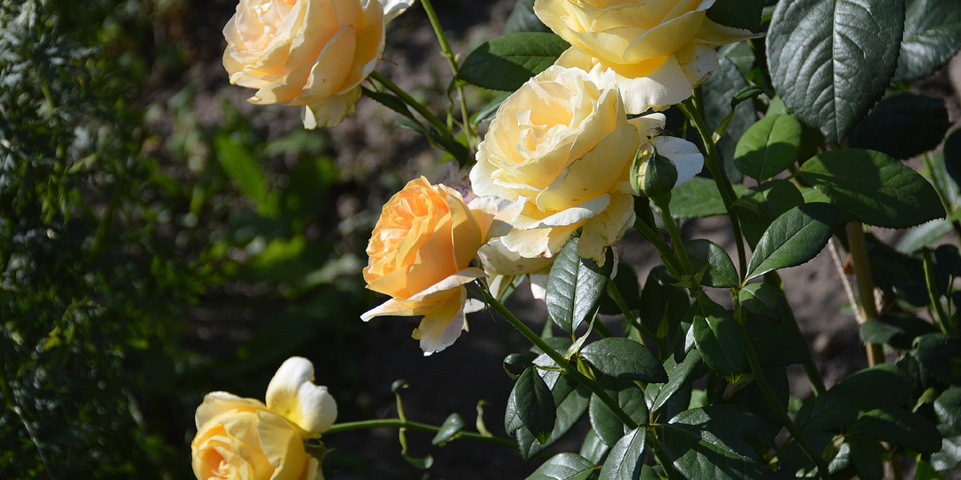 Первые саженцы роз. Английских роз!