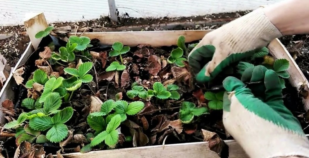 Обрезаю клубнику весной за 20 минут: показываю порядок всех 6 шагов