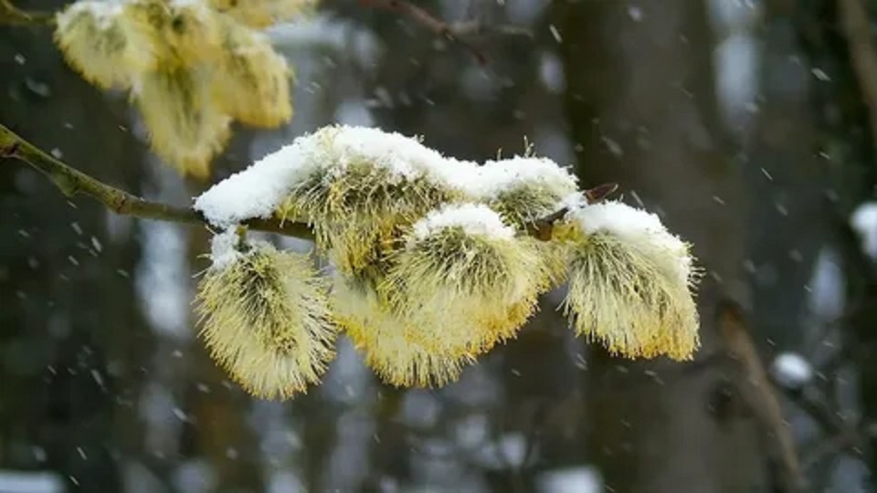 Эй вы там наверху, или… Апрель, снег и арктическое «привет»