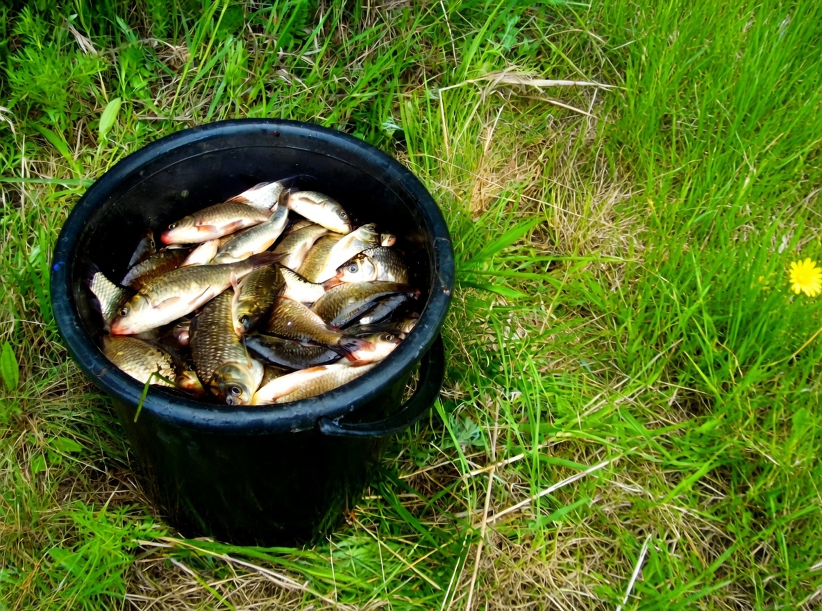 С хорошей прикормкой ведро карася - не проблема