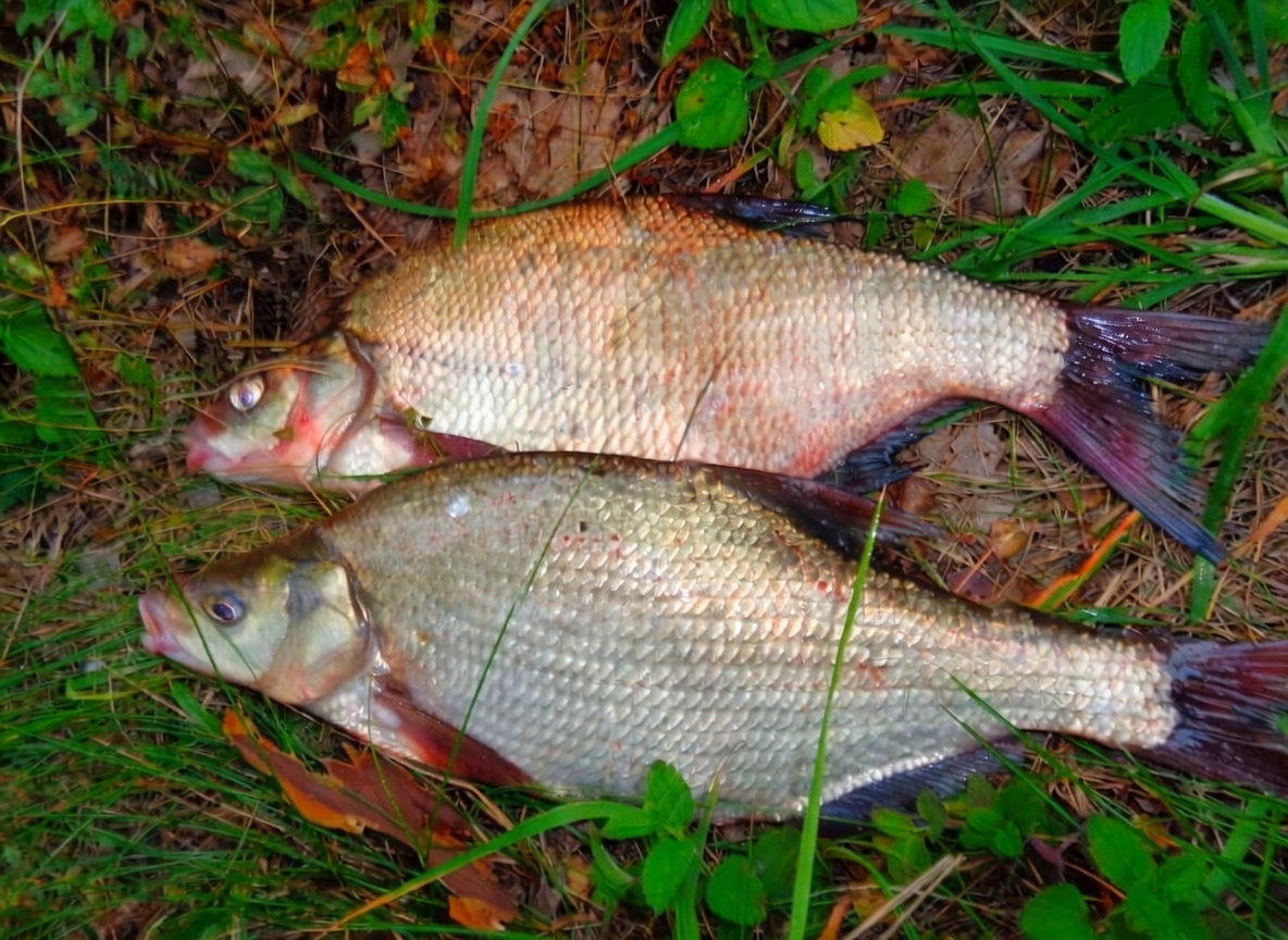 Если хотите поймать леща - замесите хорошую прикормку