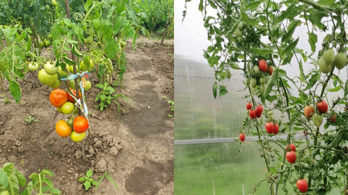 Слева детерминантный сорт, справа индетерминантный — разница в росте очевидна 