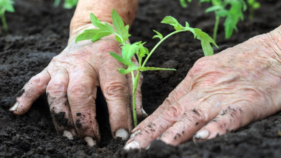 Посадка томатов в теплицу по схеме — не тесно и не пусто: 3 варианта под сорт