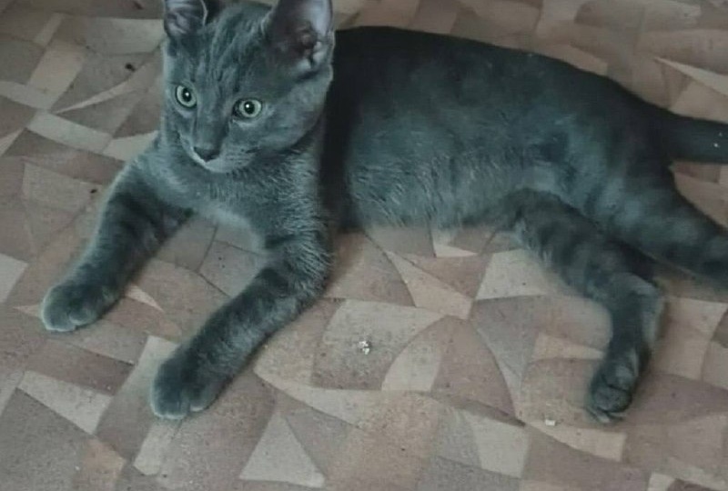 🚨 СРОЧНО НУЖНА ПОМОЩЬ КОШЕЧКЕ