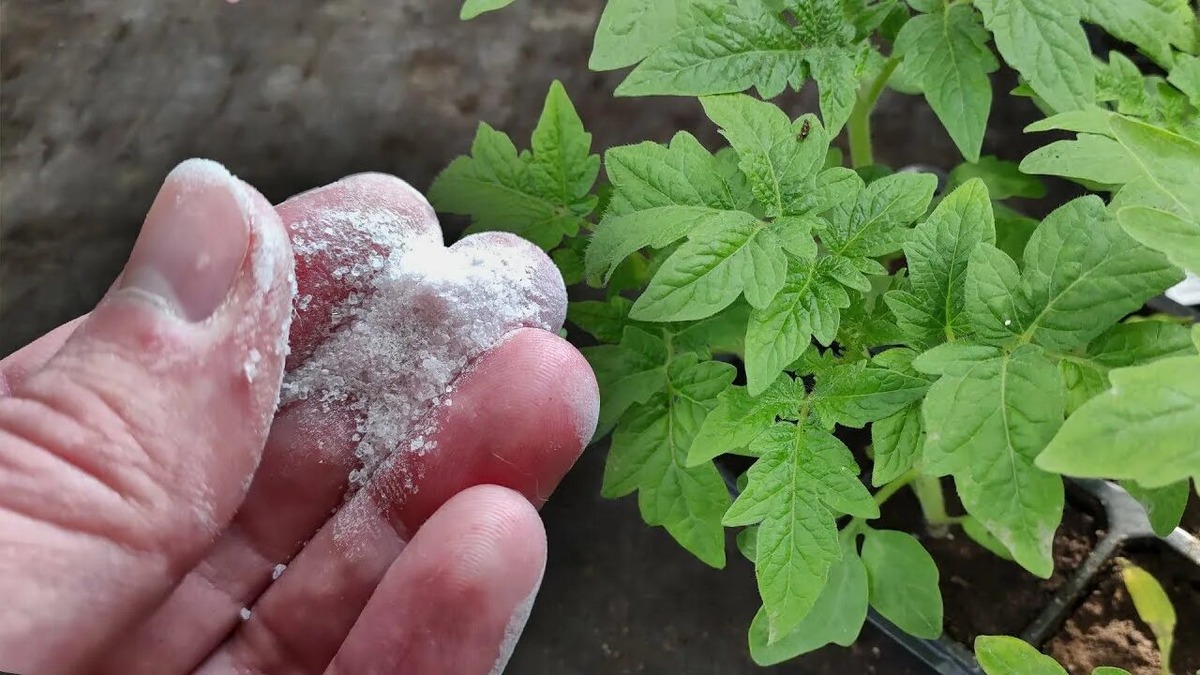 Подкормка сахаром