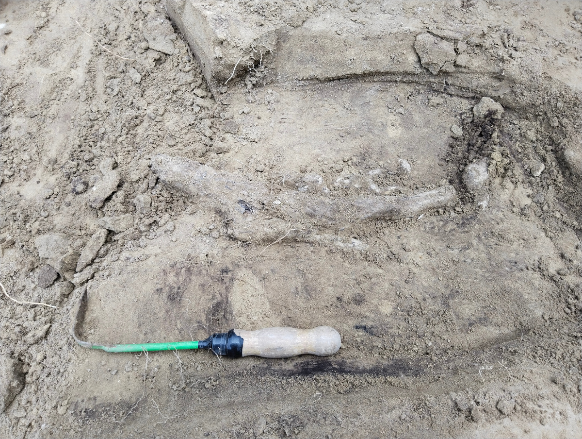 Ребро бизона в культурном слое. Черноозерье, лето 2025. Раскопки палеолитической стоянки Черноозерье II