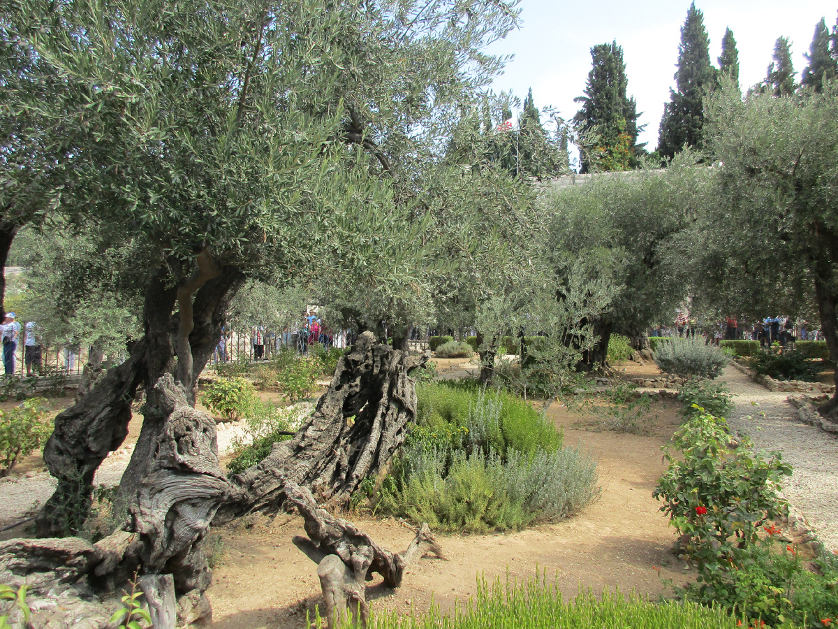 Фото автора. Иерусалим. Этим оливам 2 тысячи лет, под ними Его предали...