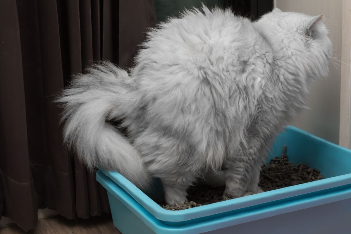 Кошка в лотке 