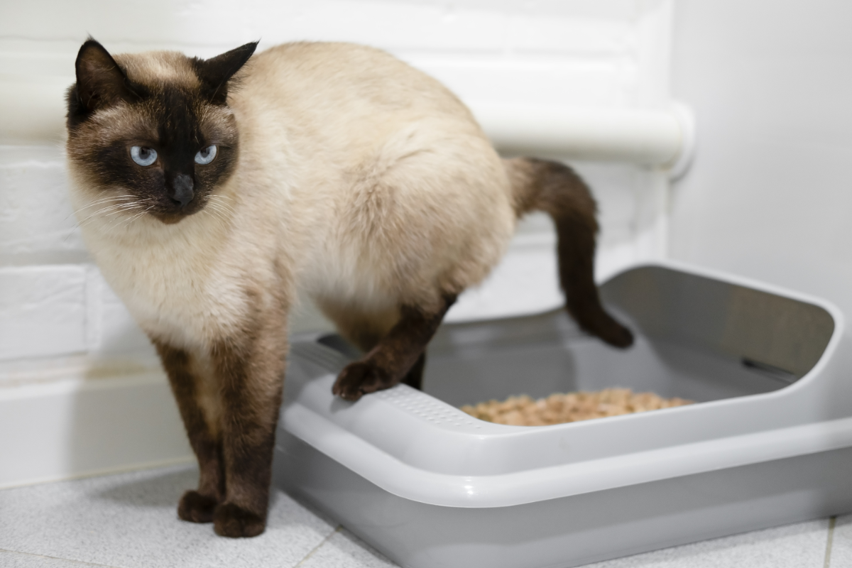 Кошка стоит в лотке 