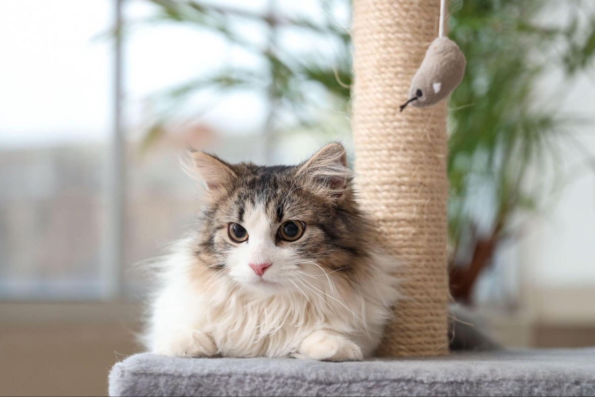    Когтерез нужен кошкам, которые не укорачивают когти самостоятельно