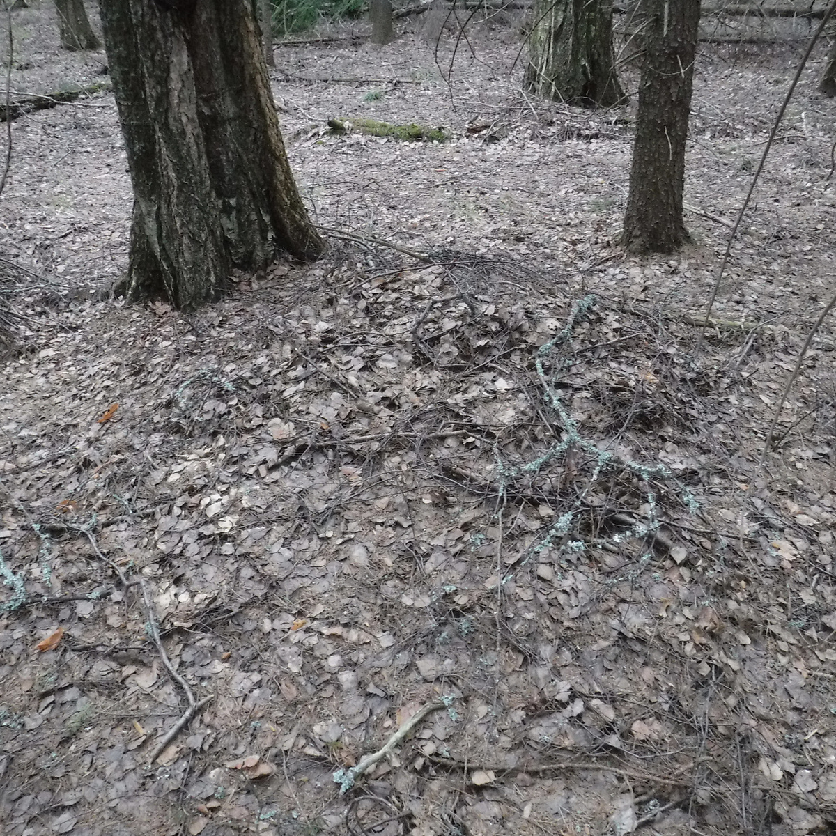 Это бывший муравейник.