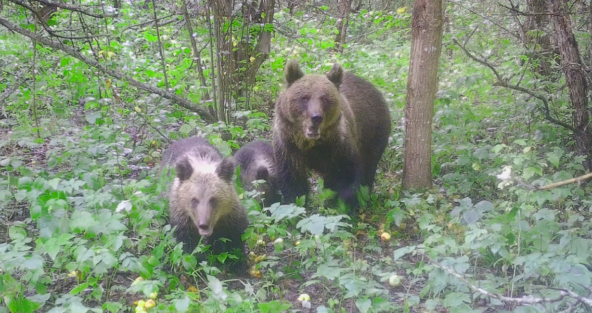 Медведица Маша в рябиновом саду в августе прошлого года, с сеголетками, которые в этом году стали  лончаками.