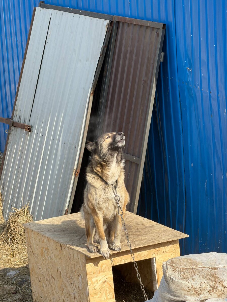 Один из жителей приюта Ананда