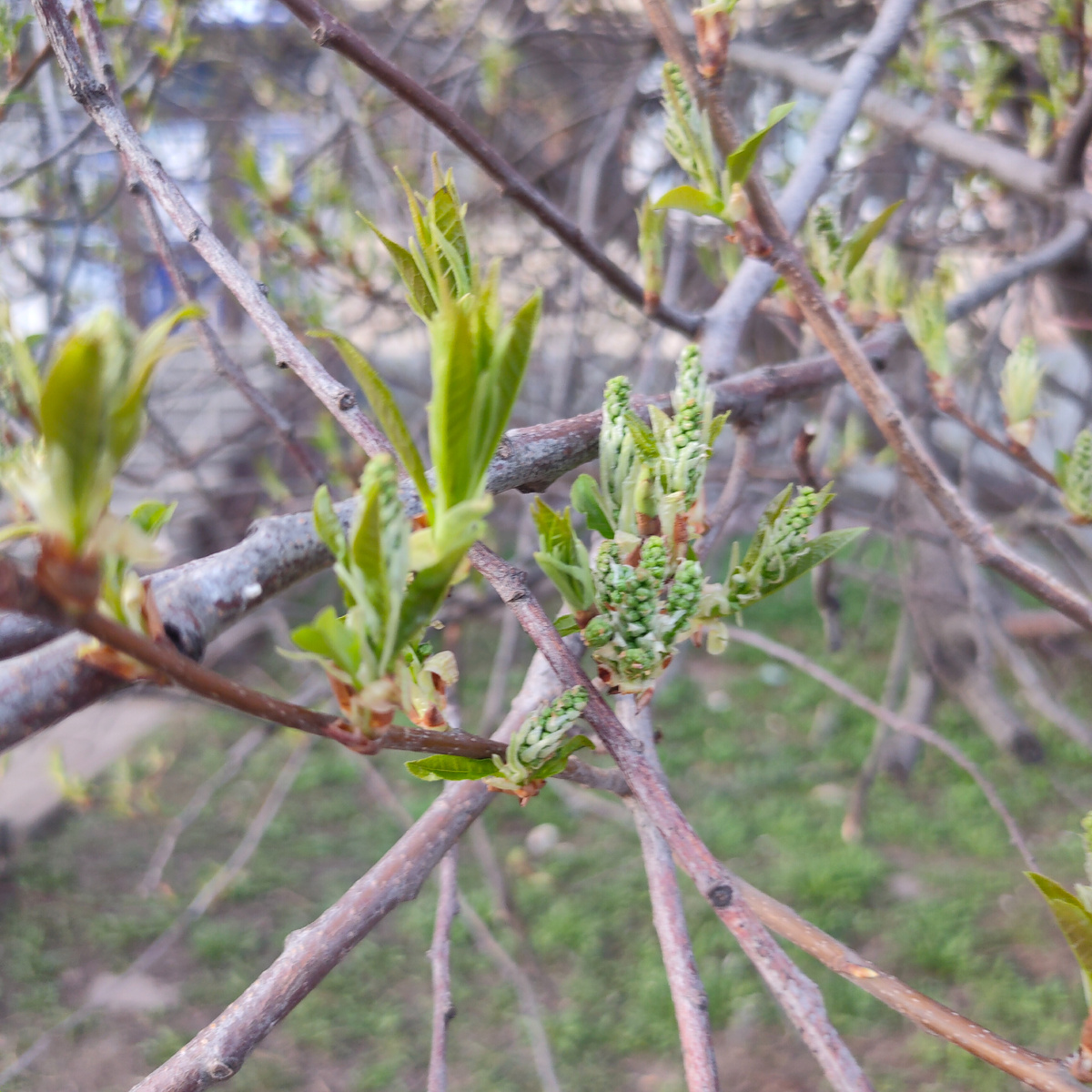 Черёмуха. Весна в этом году ранняя