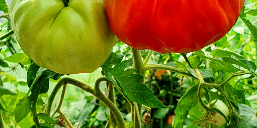 Томат Гигант Фарина (Gigante Farina) - итальянский «тяжеловес» на вашей грядке