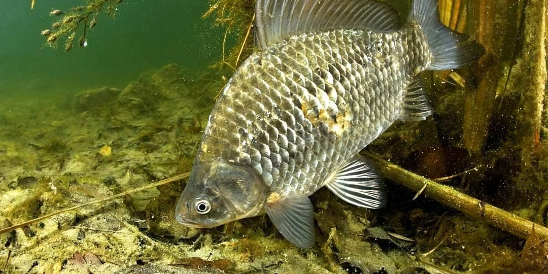 Как живёт рыба, после того, как сорвалась?