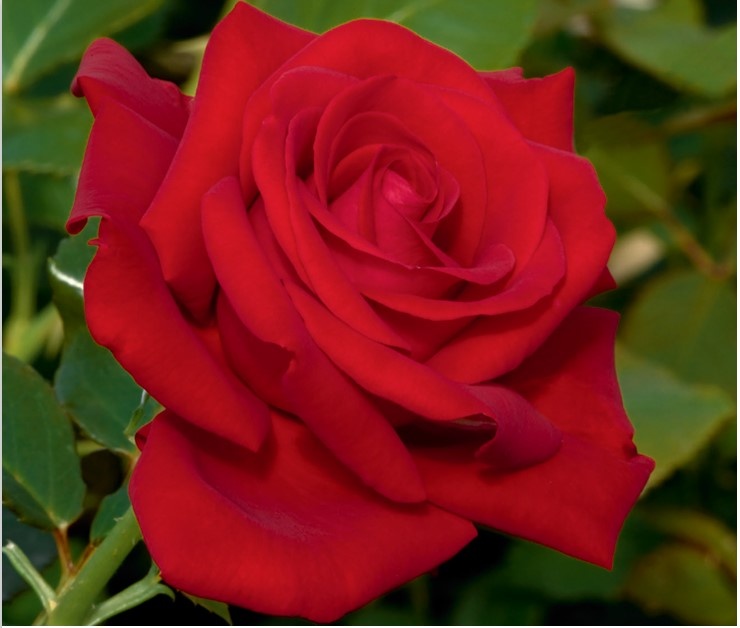 Фото Weeks Roses 