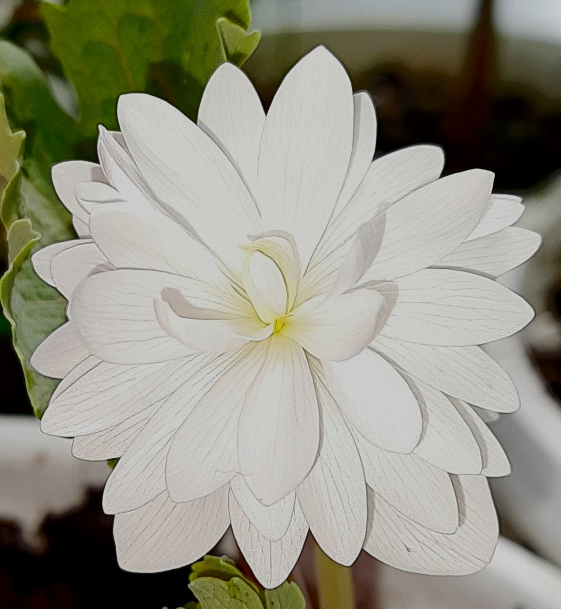 Сангвинария махровая