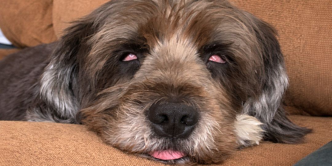 Собака спит с открытыми глазами: объясняю, когда это норма, а когда — срочно к врачу