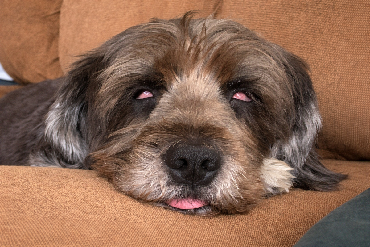 Почему обака спит с открытыми глазами