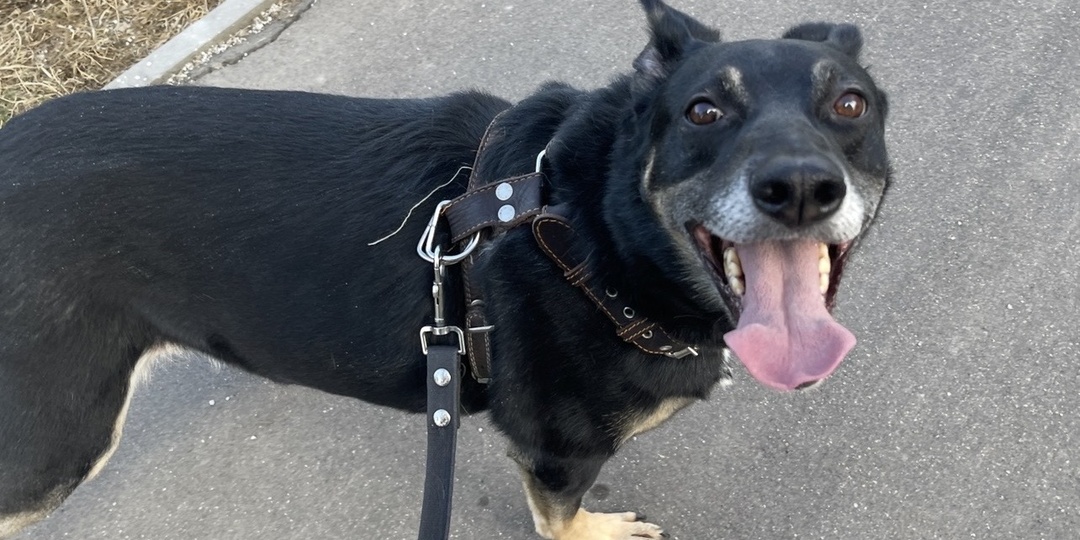 Самое долгое и надоедливое в прогулке