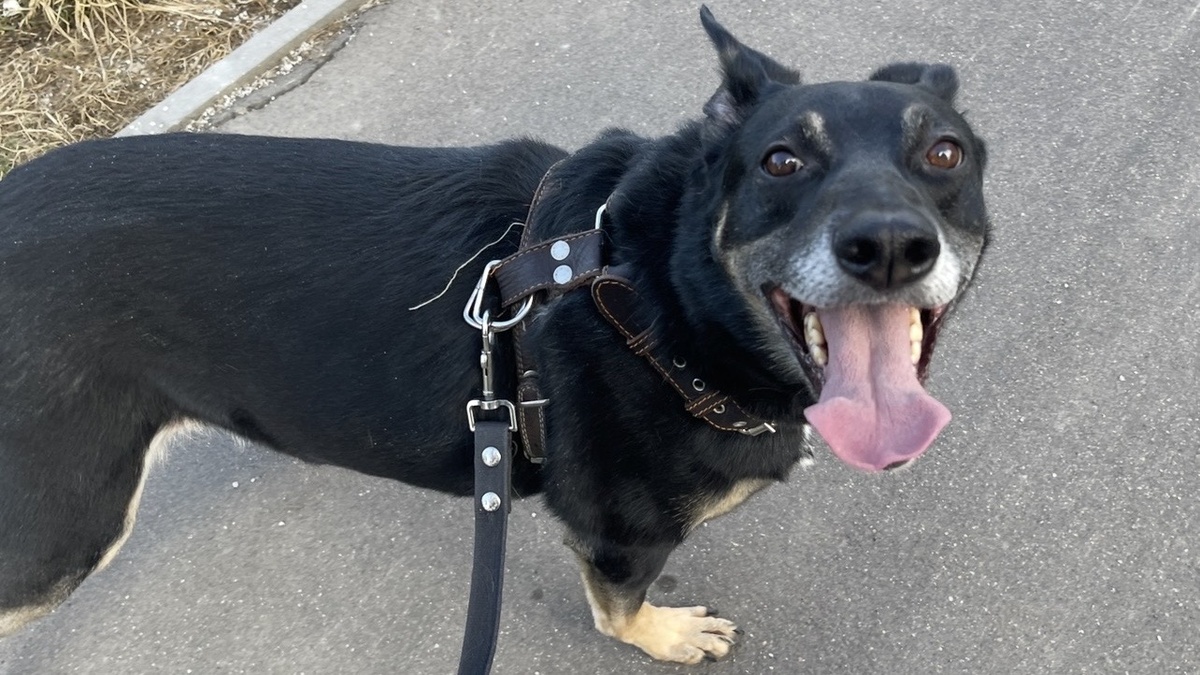 И, если вы думаете, что прогулка и есть самое долгое и надоедливое, то... Вы сильно ошибаетесь 🤣!