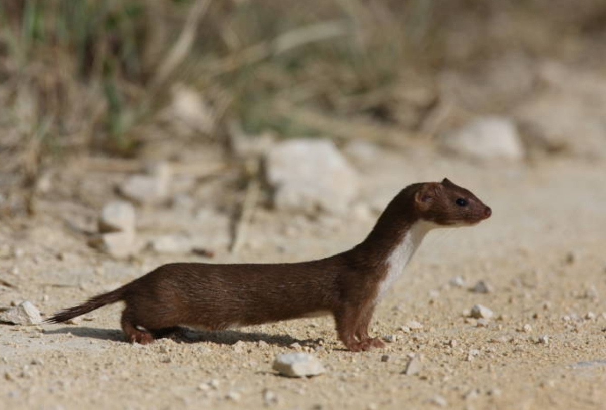 Фото из интернета 