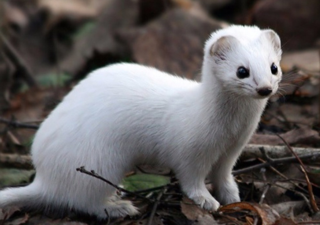 Фото из интернета 