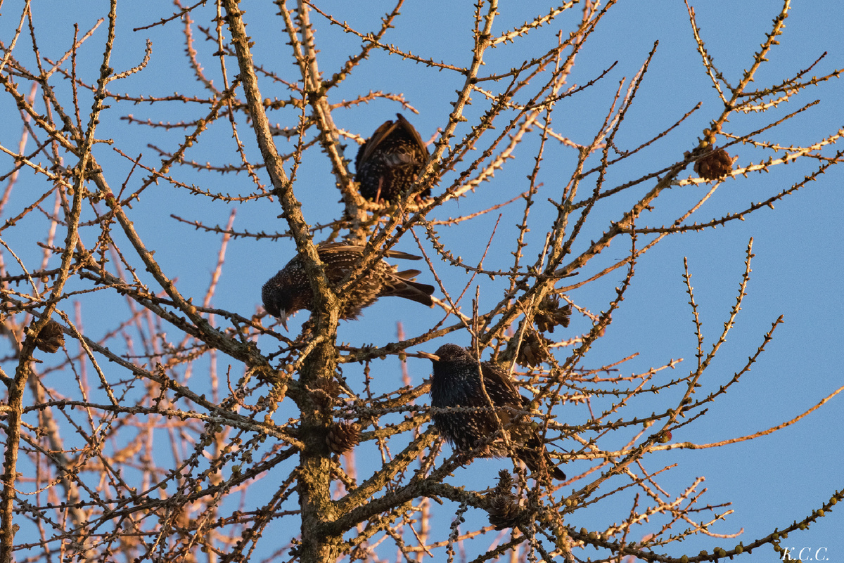 Скворцы, фото автора