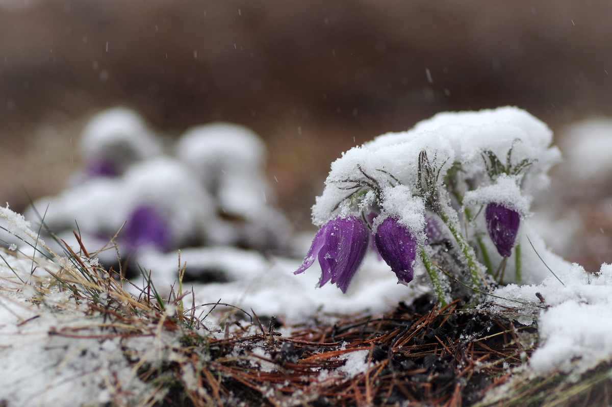 Моя любимая сон-трава (или прострел) под снегом.
