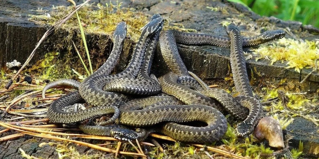 Три змеи, с которыми вы точно пересечётесь этой весной: как отличить, когда отступить и что действительно поможет при укусе