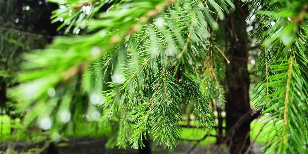 Солнечно и минус 9 градусов ожидается в Коми 12 апреля