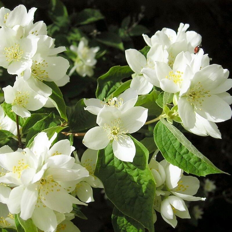 просто жасмин)