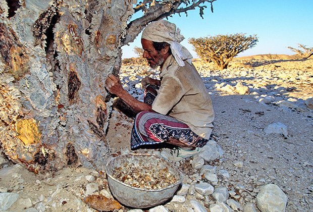 Процесс добычи ладана