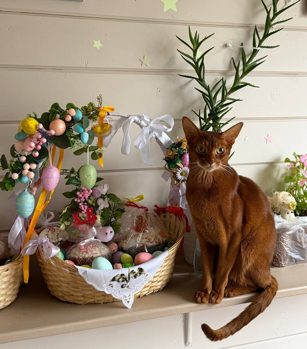 Абиссинский кот, выпускник питомника DarLen Fleur: «Столько всего красиво-вкусного! А котику даже колбаски не предложили!»