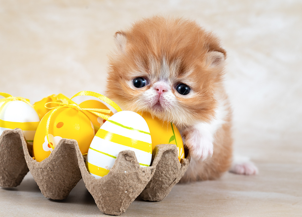 Котёнок персидской породы, питомник Black Pearls: «То ли яйца великоваты, толи я маловат…»